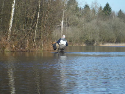 dikke vis.