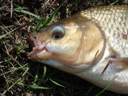 Ook op de nymph.
