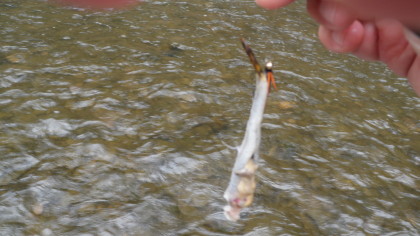 Het staartje kwam nog uit de bek toen de bruine forel.