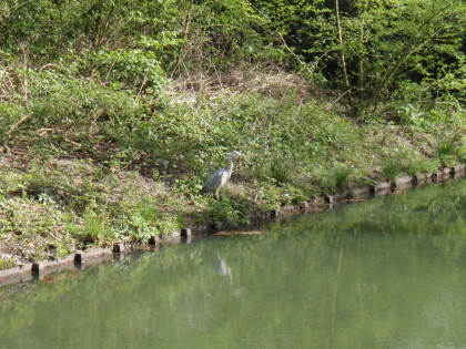 Een attente reiger speurend naar een voorntje.