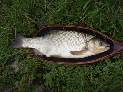 Een goede 50 cm.