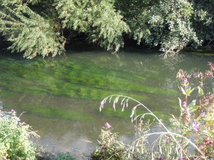 Veel schuilplaatsen voor de forel en vlagzalm.