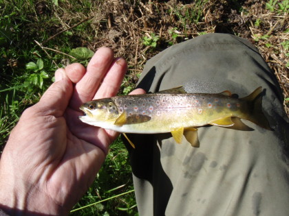 Mooie bruine forel.