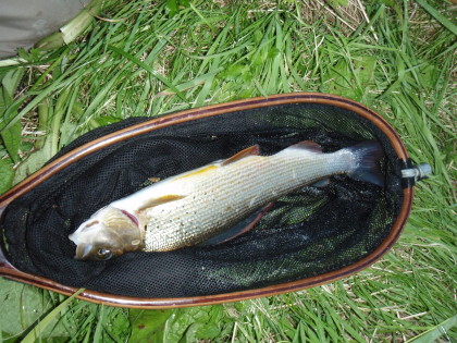 Vlagzalm tegen de 40 cm.