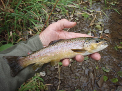 Sterke bruine forel.
