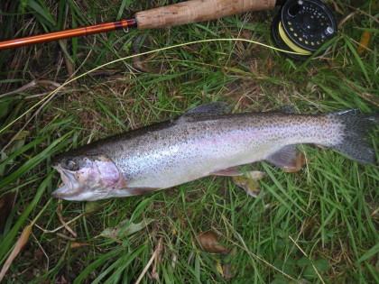 Flinke regenboog van over de 40 cm.