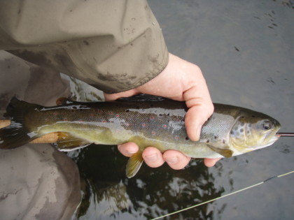 Mooie bruine forel uit de Diemel.
