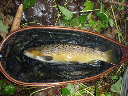 Dick zijn mooiste bruine forel.