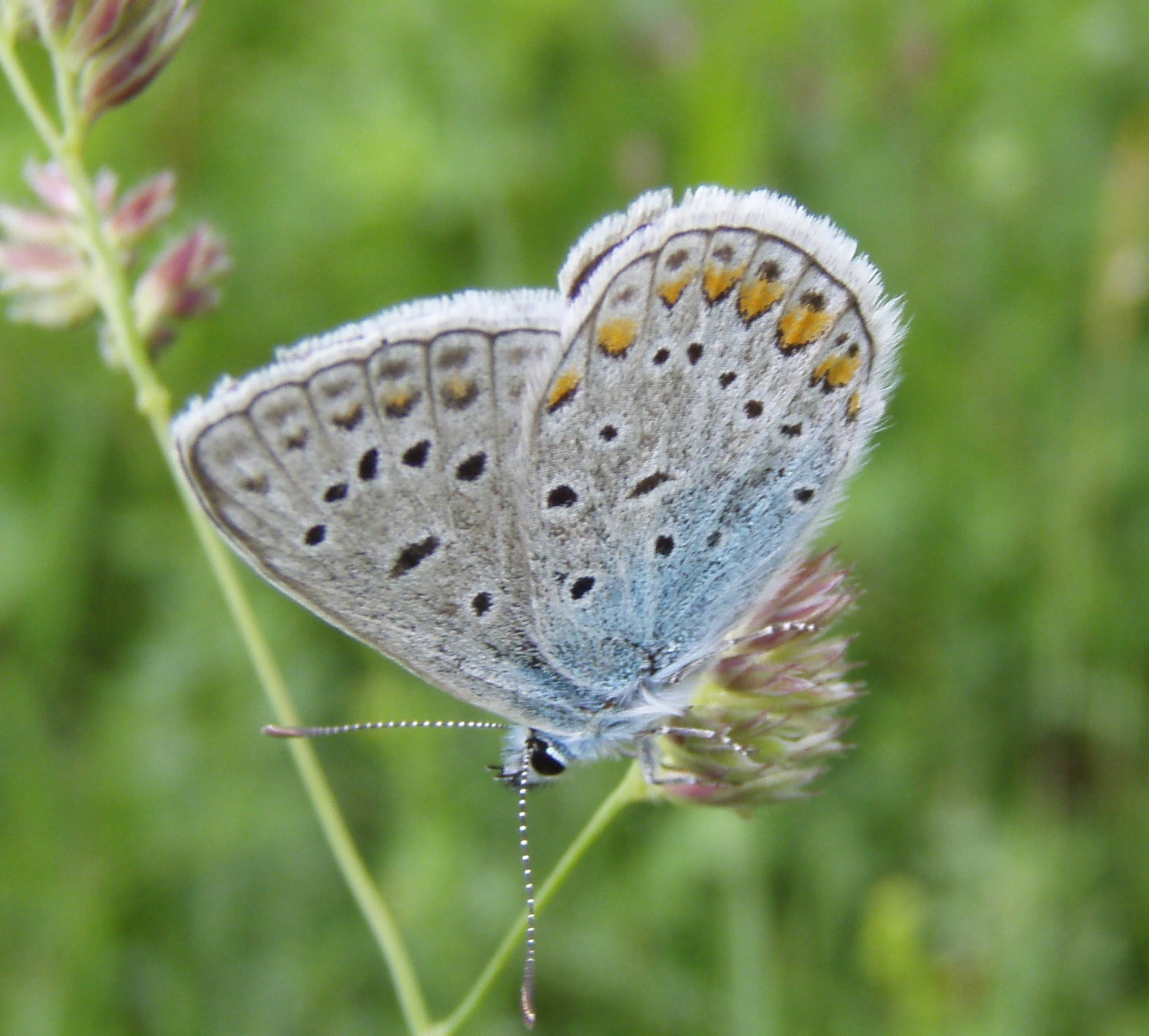 Andere foto’s dan van vissen langs de waterkant.