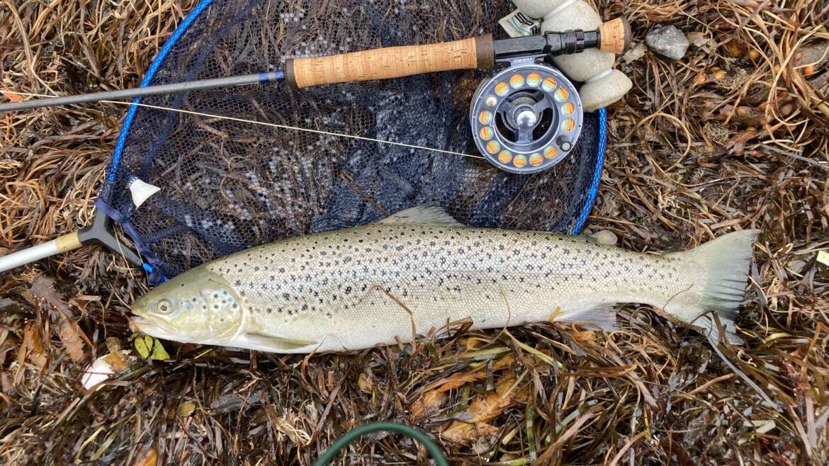 Vliegvissen op Funen in oktober 2024.