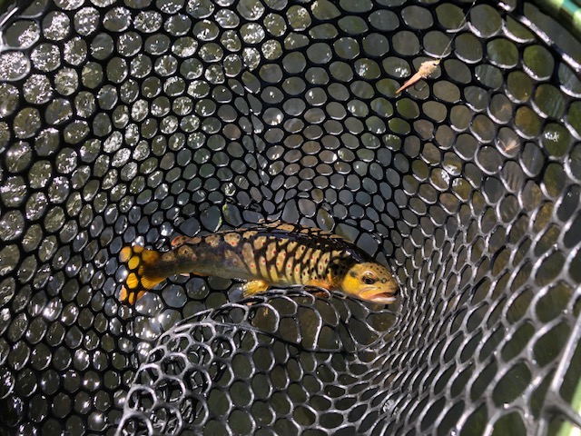 Vliegvissen in Corona tijd “Kyllburg”